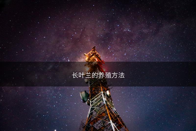 长叶兰的养殖方法(图1) 长叶兰的养殖方法(图1)