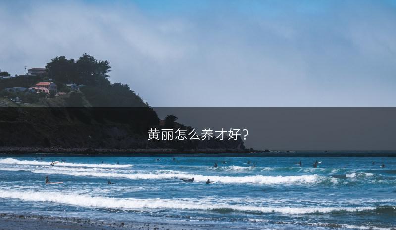 黄丽怎么养才好？(图1)