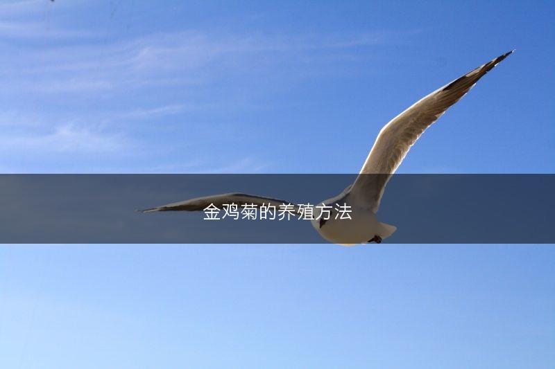 金鸡菊的养殖方法(图1) 金鸡菊的养殖方法(图1)