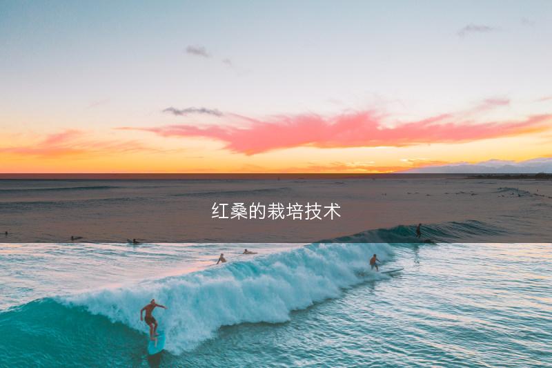 红桑的栽培技术(图1)