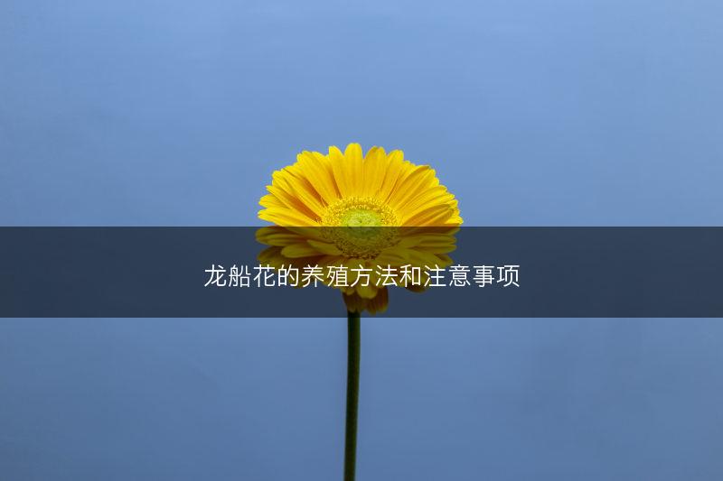 龙船花的养殖方法和注意事项(图1)