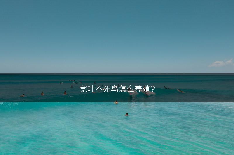 宽叶不死鸟怎么养殖？(图1)