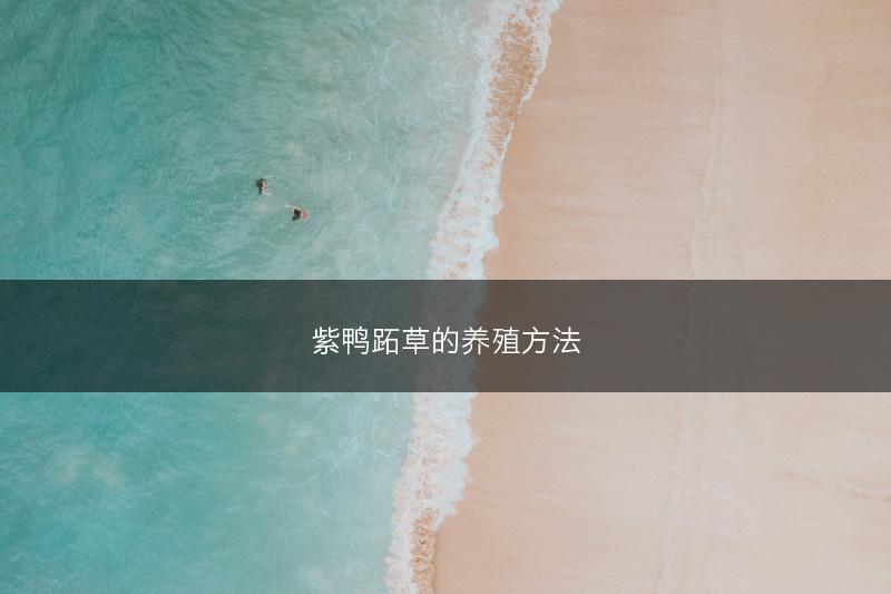 紫鸭跖草的养殖方法(图1)