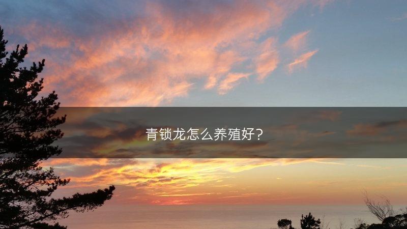 青锁龙怎么养殖好?(图1) 青锁龙怎么养殖好?(图1)