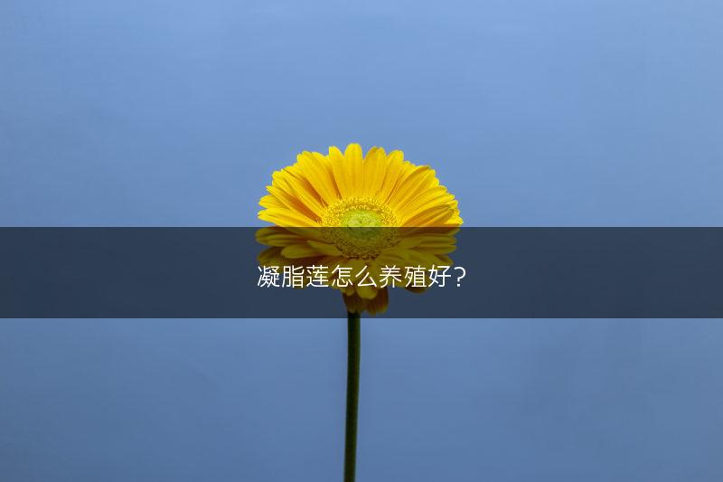 凝脂莲怎么养殖好？(图1)