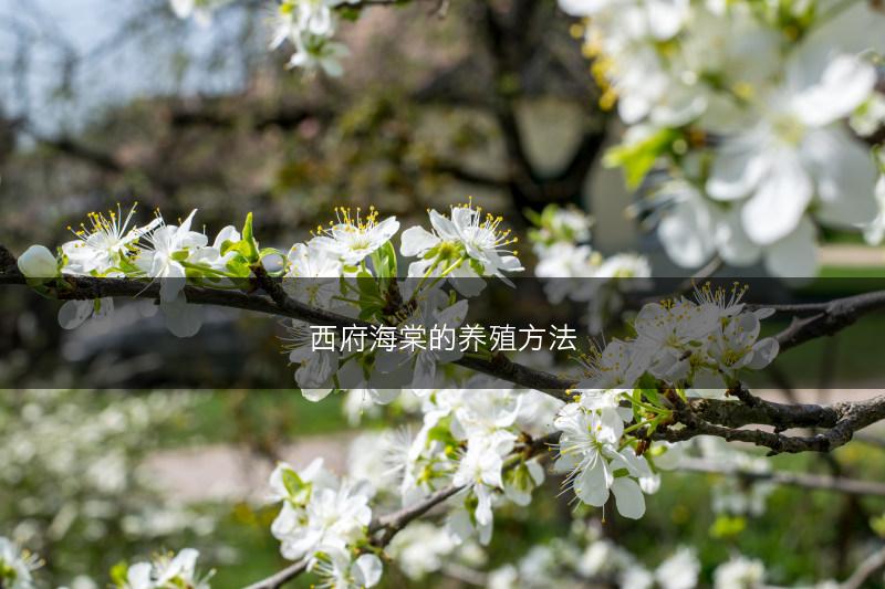 西府海棠的养殖方法(图1) 西府海棠的养殖方法(图1)