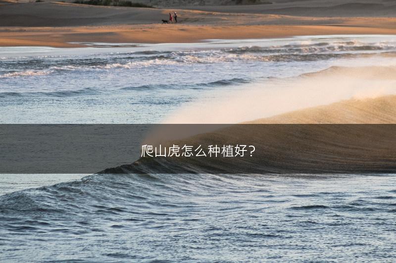 爬山虎怎么种植好?(图1) 爬山虎怎么种植好?(图1)