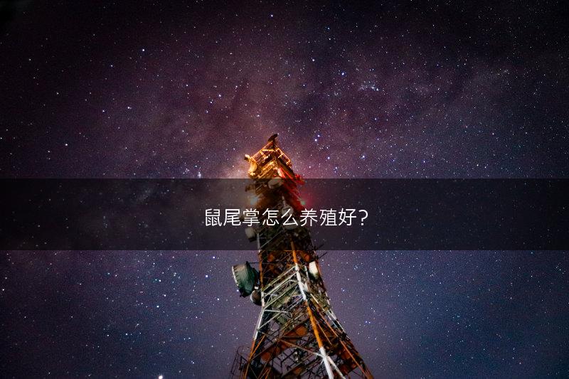 鼠尾掌怎么养殖好?(图1) 鼠尾掌怎么养殖好?(图1)