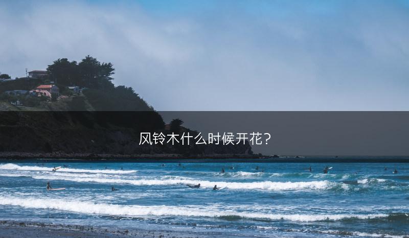 风铃木什么时候开花？(图1)