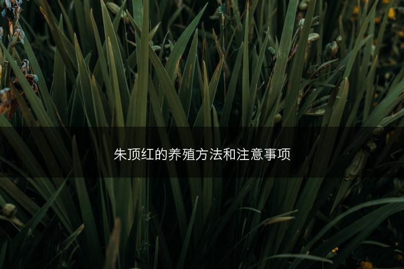 朱顶红的养殖方法和注意事项(图1) 朱顶红的养殖方法和注意事项(图1)