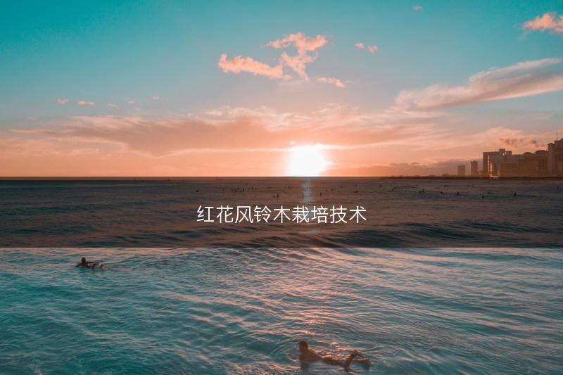 红花风铃木栽培技术(图1) 红花风铃木栽培技术(图1)