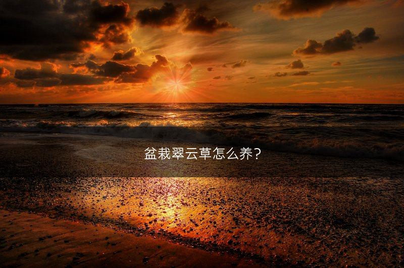 盆栽翠云草怎么养?(图1) 盆栽翠云草怎么养?(图1)