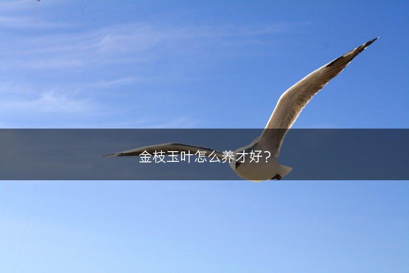 金枝玉叶怎么养才好?(图1) 金枝玉叶怎么养才好?(图1)