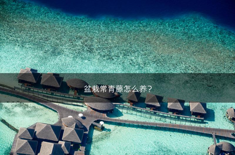 盆栽常青藤怎么养?(图1) 盆栽常青藤怎么养?(图1)