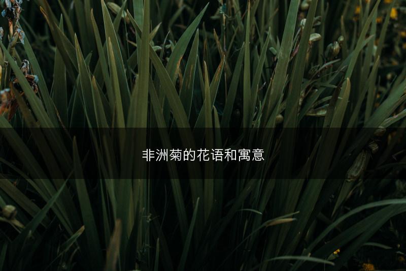 非洲菊的花语和寓意(图1) 非洲菊的花语和寓意(图1)