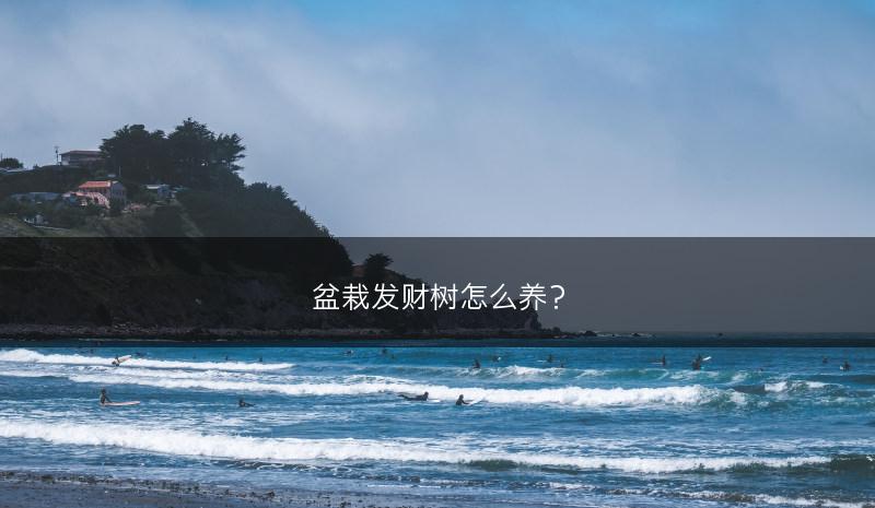 盆栽发财树怎么养？(图1)