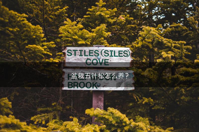 盆栽五针松怎么养?(图1) 盆栽五针松怎么养?(图1)