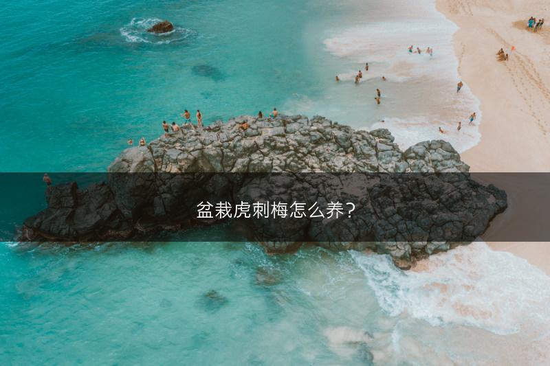 盆栽虎刺梅怎么养?(图1) 盆栽虎刺梅怎么养?(图1)