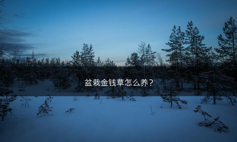 盆栽金钱草怎么养?(图1) 盆栽金钱草怎么养?(图1)