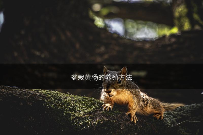 盆栽黄杨的养殖方法(图1)