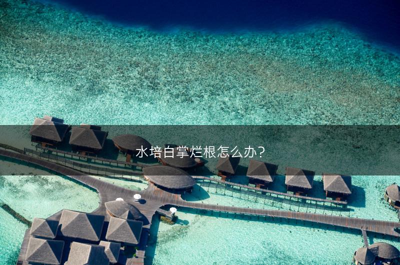 水培白掌烂根怎么办?(图1) 水培白掌烂根怎么办?(图1)