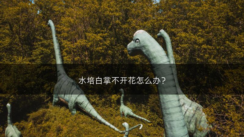 水培白掌不开花怎么办?(图1) 水培白掌不开花怎么办?(图1)