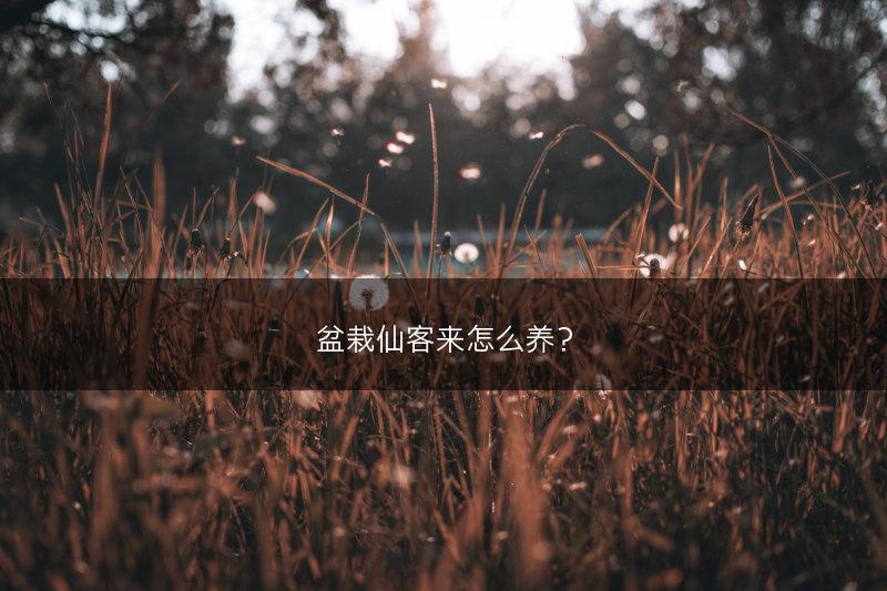 盆栽仙客来怎么养?(图1) 盆栽仙客来怎么养?(图1)