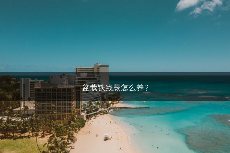 盆栽铁线蕨怎么养？(图1)