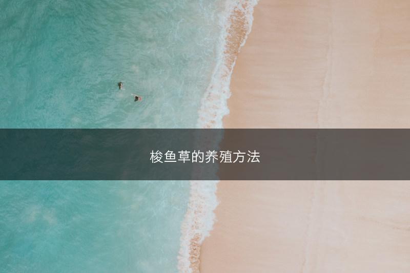 梭鱼草的养殖方法(图1) 梭鱼草的养殖方法(图1)