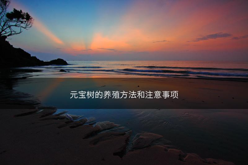 元宝树的养殖方法和注意事项(图1) 元宝树的养殖方法和注意事项(图1)