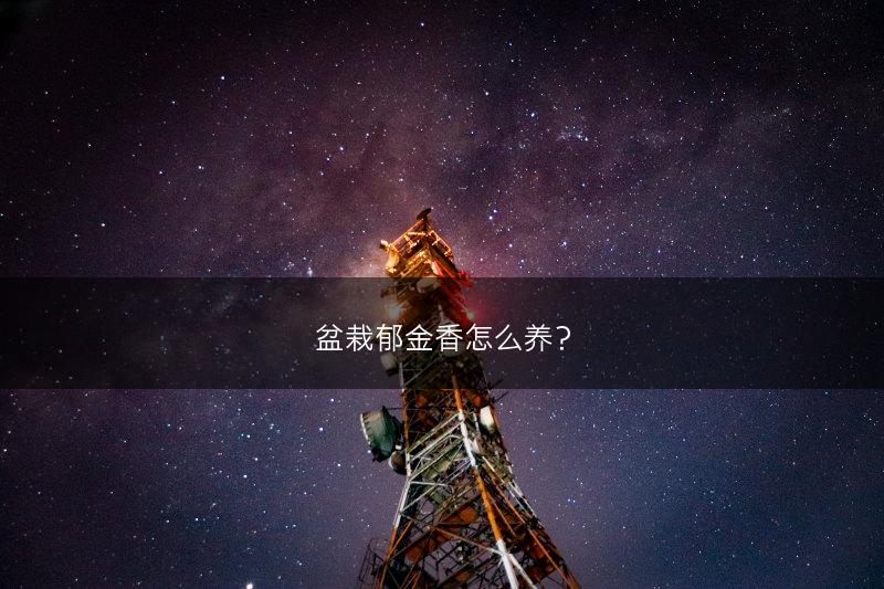 盆栽郁金香怎么养?(图1) 盆栽郁金香怎么养?(图1)