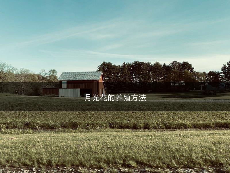 月光花的养殖方法(图1)