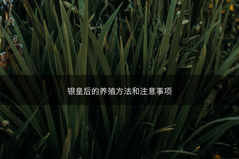 银皇后的养殖方法和注意事项(图1) 银皇后的养殖方法和注意事项(图1)