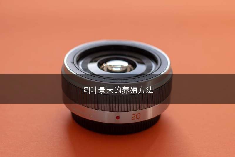 圆叶景天的养殖方法(图1)