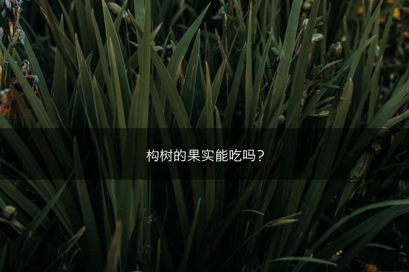 构树的果实能吃吗?(图1) 构树的果实能吃吗?(图1)