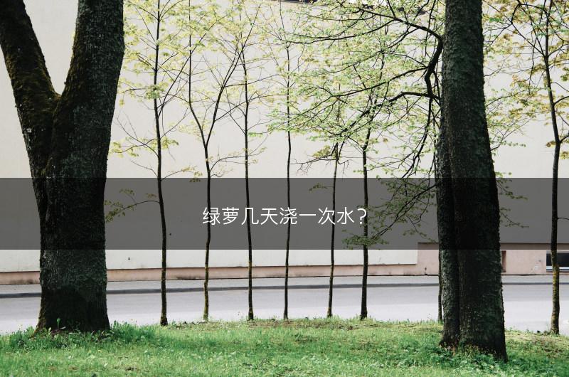 绿萝几天浇一次水？(图1)