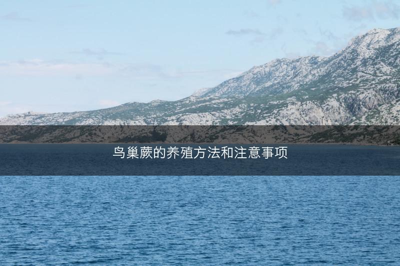 鸟巢蕨的养殖方法和注意事项(图1) 鸟巢蕨的养殖方法和注意事项(图1)