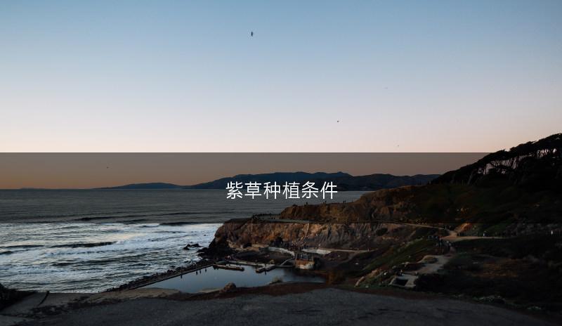 紫草种植条件(图1)