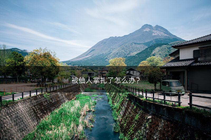 被仙人掌扎了怎么办?(图1) 被仙人掌扎了怎么办?(图1)