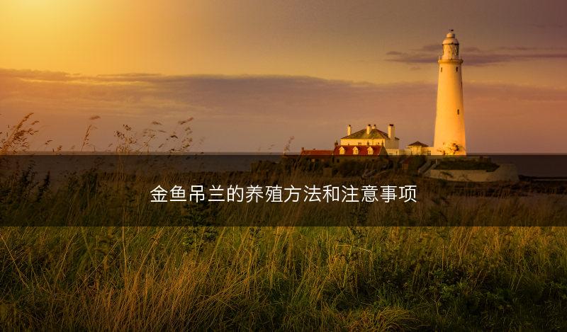 金鱼吊兰的养殖方法和注意事项(图1) 金鱼吊兰的养殖方法和注意事项(图1)