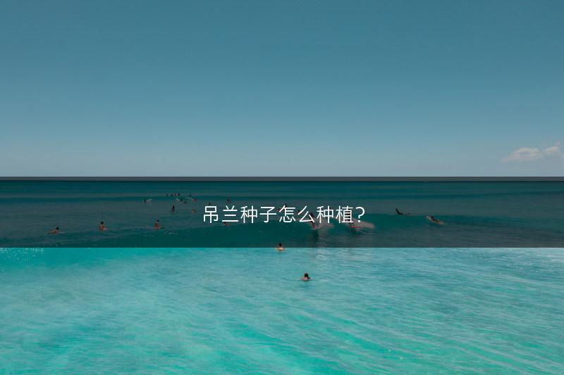 吊兰种子怎么种植?(图1) 吊兰种子怎么种植?(图1)