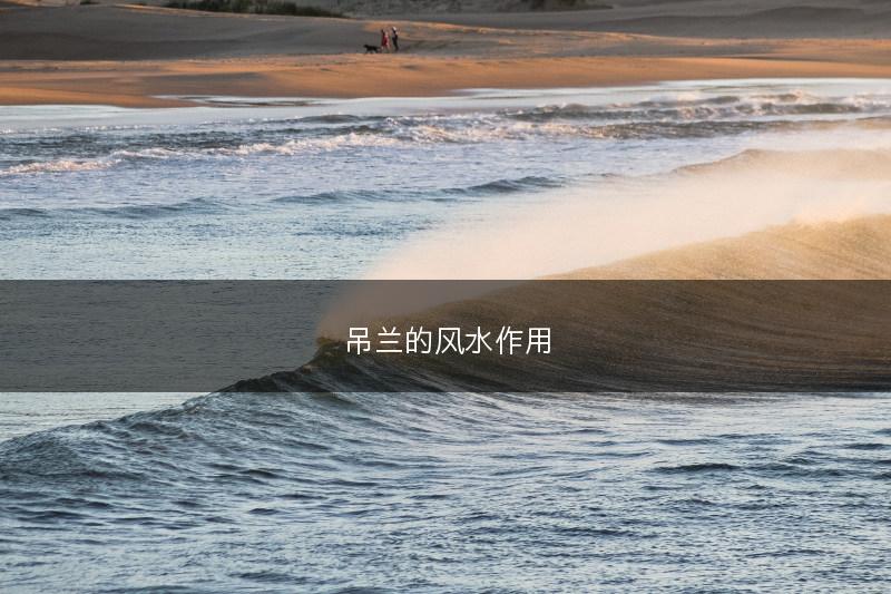 吊兰的风水作用(图1) 吊兰的风水作用(图1)