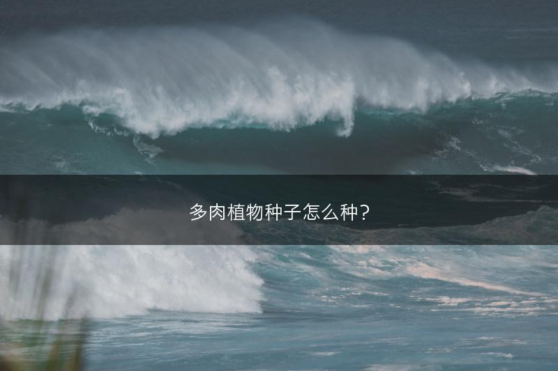 多肉植物种子怎么种?(图1) 多肉植物种子怎么种?(图1)