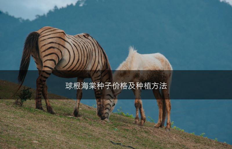 球根海棠种子价格及种植方法(图1) 球根海棠种子价格及种植方法(图1)