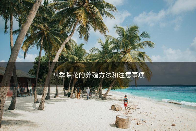 四季茶花的养殖方法和注意事项(图1) 四季茶花的养殖方法和注意事项(图1)