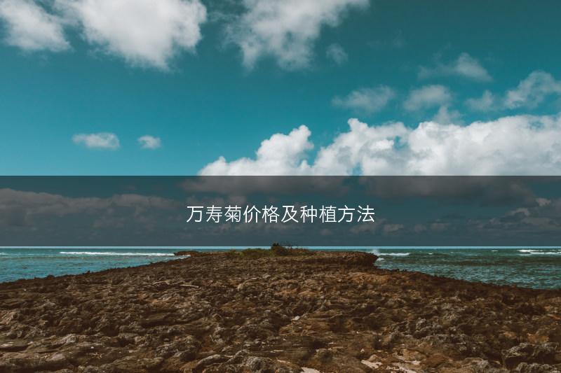 万寿菊价格及种植方法(图1) 万寿菊价格及种植方法(图1)