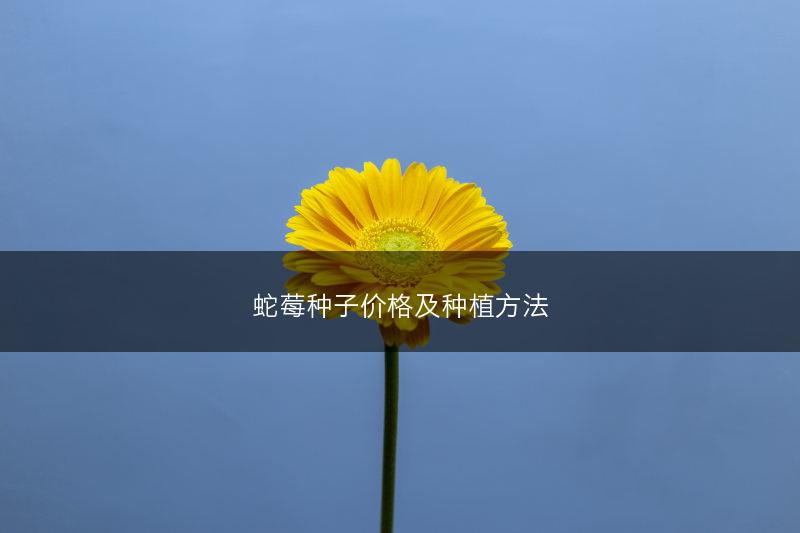 蛇莓种子价格及种植方法(图1) 蛇莓种子价格及种植方法(图1)