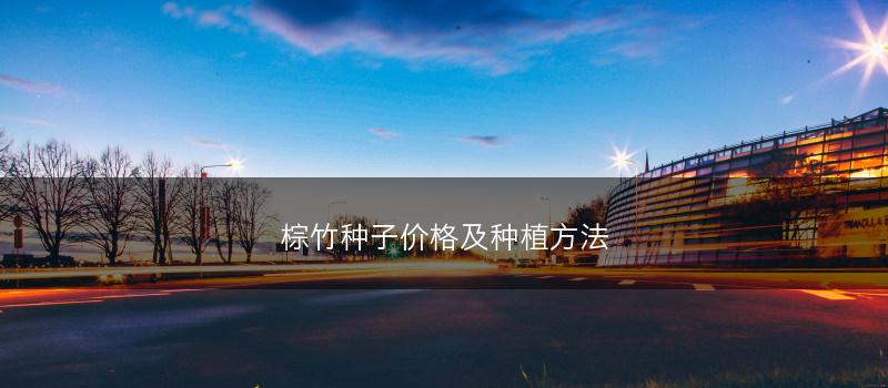 棕竹种子价格及种植方法(图1)