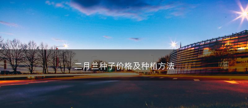 二月兰种子价格及种植方法(图1) 二月兰种子价格及种植方法(图1)