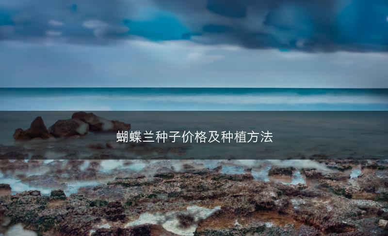 蝴蝶兰种子价格及种植方法(图1) 蝴蝶兰种子价格及种植方法(图1)